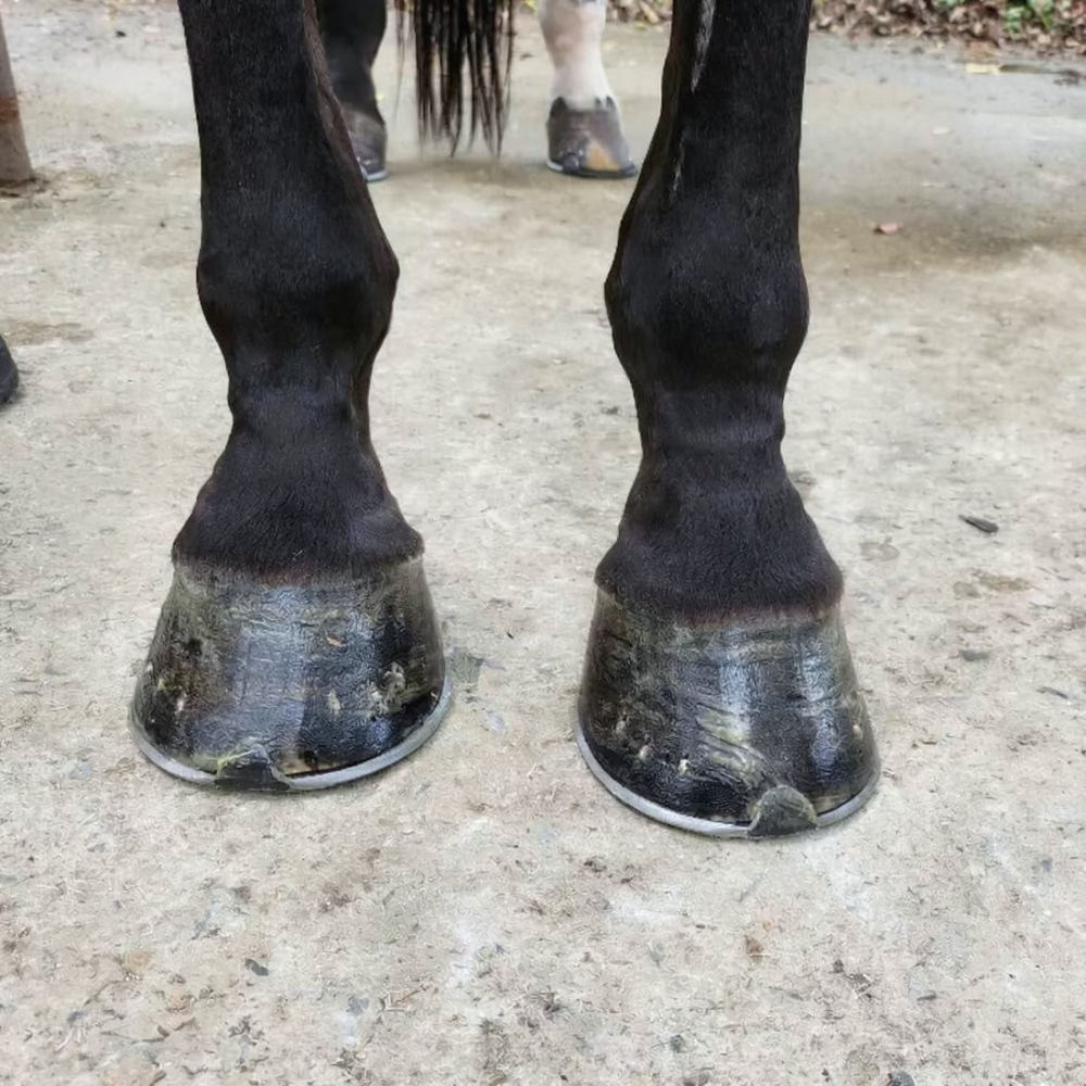 Grooming Kit - Horse Hoof Cleaning Brush Kit Ergonomic
