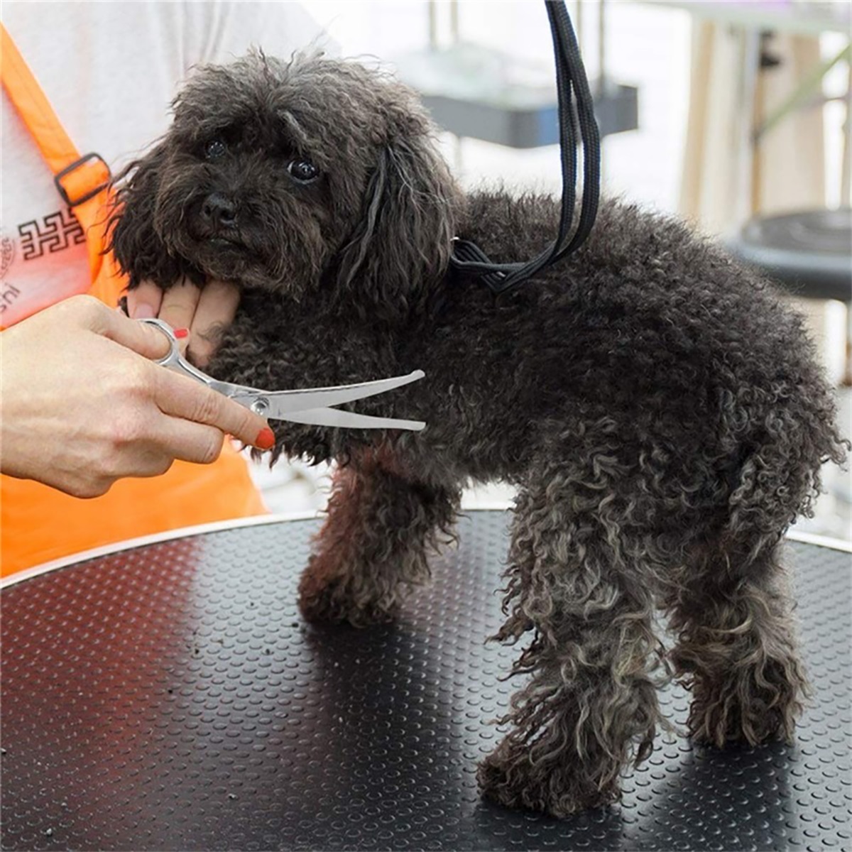 Pet Grooming Scissors Round Ti - Grooming Scissors ulasan dan harga